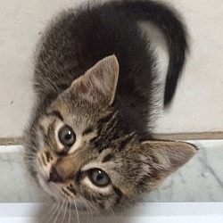 Thumbnail photo of 7 week tiger stripe M kitten #1