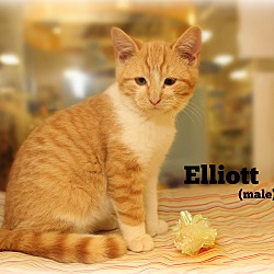 Thumbnail photo of Elliott #1