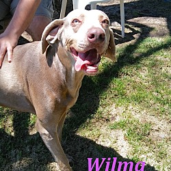 Thumbnail photo of Wilma #2