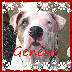 Photo of Genesis