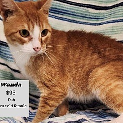 Photo of wanda