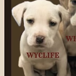 Photo of Wycliffe