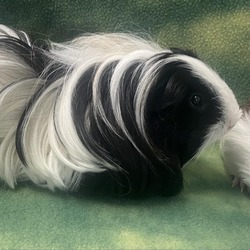 Thumbnail photo of Oreo #2