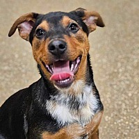 adopt a pet
