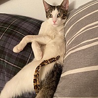 adopt a pet