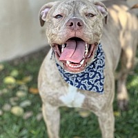 adopt-pet