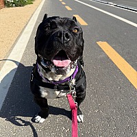 adopt a pet