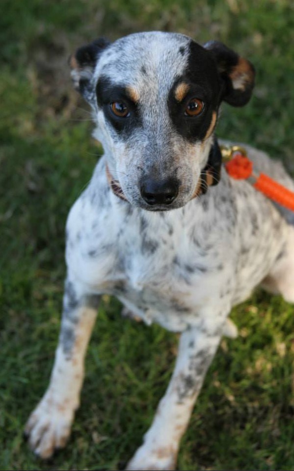 whippet australian cattle dog mix
