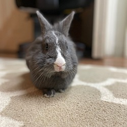 Thumbnail photo of Ringo #2