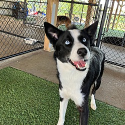 Photo of Bella