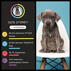 Thumbnail photo of Puppy Sydney - F #3
