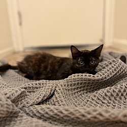 Photo of Tortie