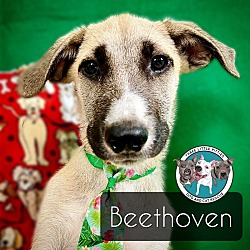 Thumbnail photo of Beethoven Famous Doggy #1