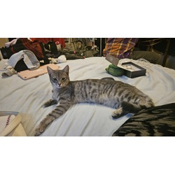 Thumbnail photo of 2 Male Grey Tabby kittens #1