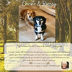 Thumbnail photo of Barney & Cristo Bonded Pair #1