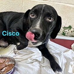 Thumbnail photo of Cisco - At shelter #2