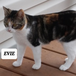 Thumbnail photo of Evie #4