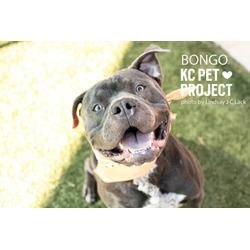 Thumbnail photo of Bongo #1