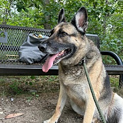 bonded pet photo