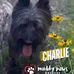 Thumbnail photo of Charlie #2