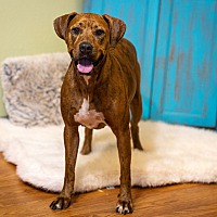 adopt-pet
