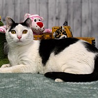 adopt a pet