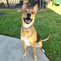 adopt a pet
