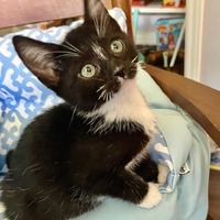 adopt a pet