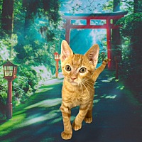 adopt a pet