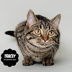 Thumbnail photo of Tracey #4
