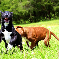 Thumbnail photo of Tracker~adopted! #2