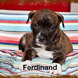 Thumbnail photo of Ferdinand #3