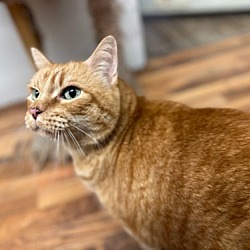 Photo of Cheeto
