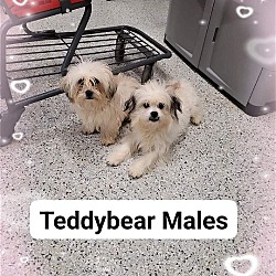 Photo of TEDDY BEAR 1 FEMALE,  2MALES