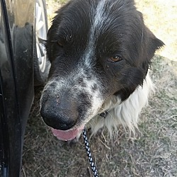 Photo of Hondo