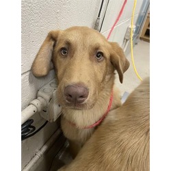 Photo of CRACKLE