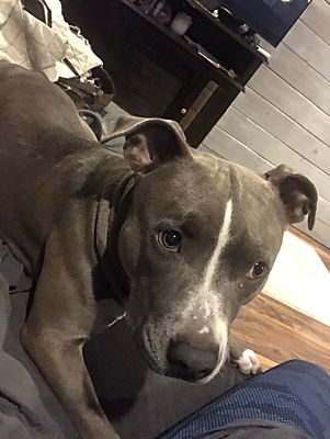 Oxnard, CA - American Staffordshire Terrier. Meet Nala a Pet for ...