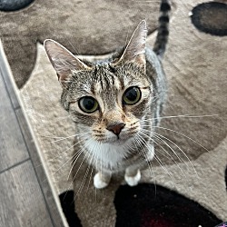 Photo of Kitty Pebbles