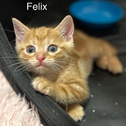 Thumbnail photo of Felix #4