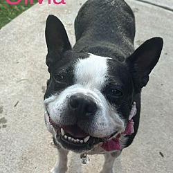 Thumbnail photo of Olivia (adopts with Holly) #1