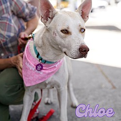 Thumbnail photo of Chloe #1