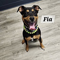 adopt a pet