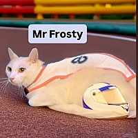 adopt a pet