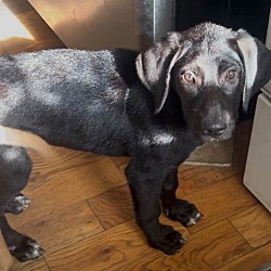 Mount Laurel, NJ - Labrador Retriever/Hound (Unknown Type). Meet Luna a ...