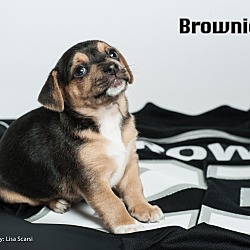 Thumbnail photo of Brownie #1