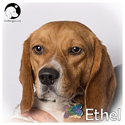Thumbnail photo of Ethel #1