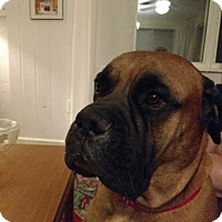 Laurel, FL - Bullmastiff. Meet Luka a Pet for Adoption.