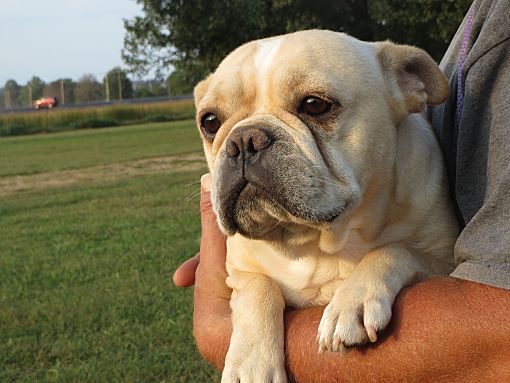 27 Best Pictures English Bulldog Adoption Pa / Pittsburgh, PA - English Bulldog. Meet PATTON, a dog for ...