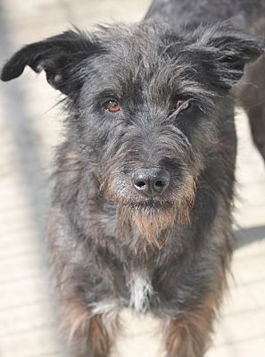 Grey store fox terrier