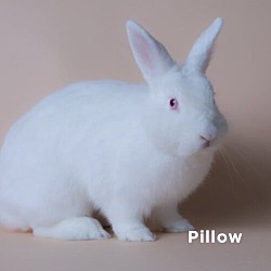 Thumbnail photo of Pillow #3